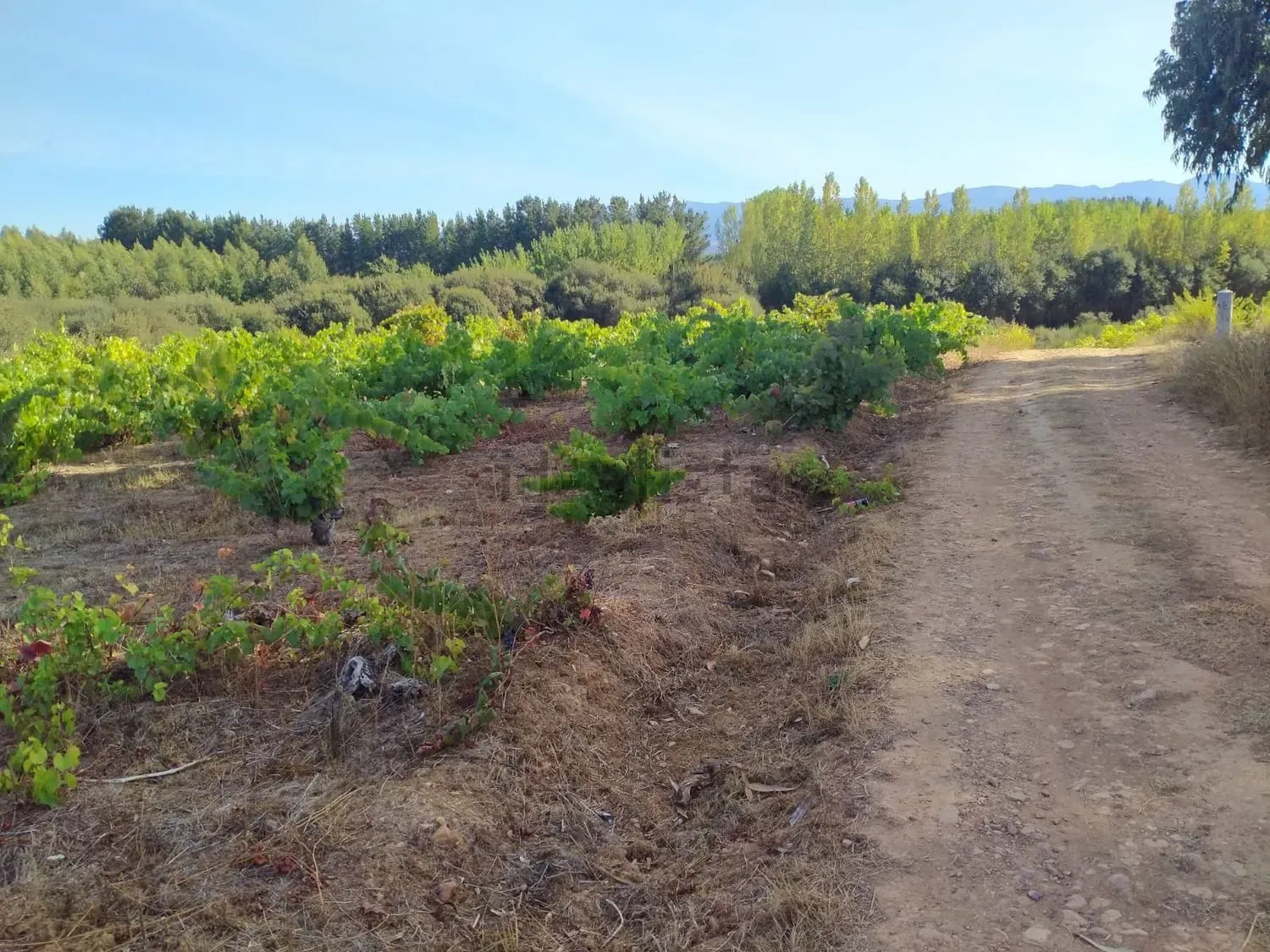 Terreno en Cabañas Raras