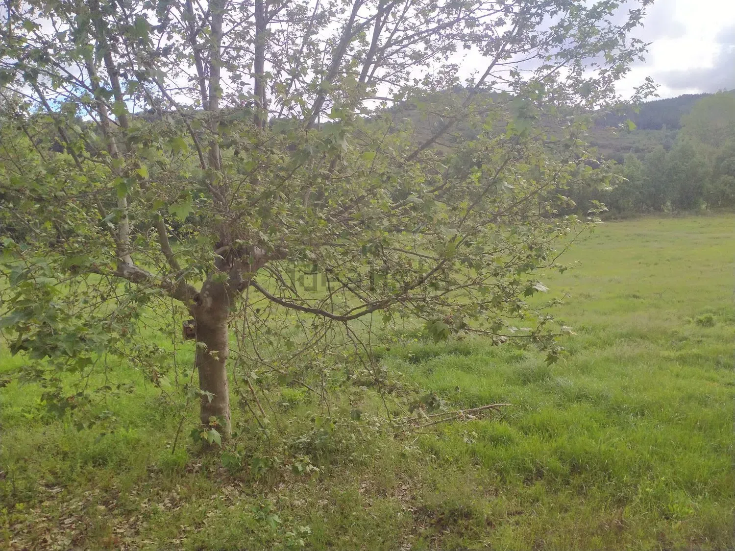 Terreno en venta en Molinaseca